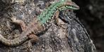 gezocht, Dieren en Toebehoren, Reptielen en Amfibieën, Hagedis