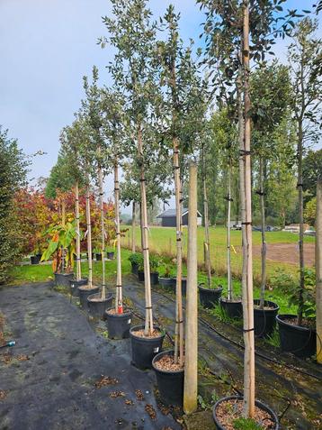 Steeneik Hoogstam / Quercus ilex / mediterrane steeneik  beschikbaar voor biedingen