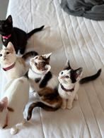 Schattige, aanhankelijke kittens zoeken een nieuw thuis, Meerdere dieren, Ontwormd, 0 tot 2 jaar