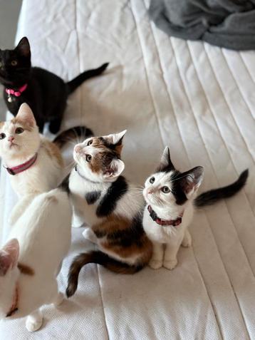 Schattige, aanhankelijke kittens zoeken een nieuw thuis  beschikbaar voor biedingen