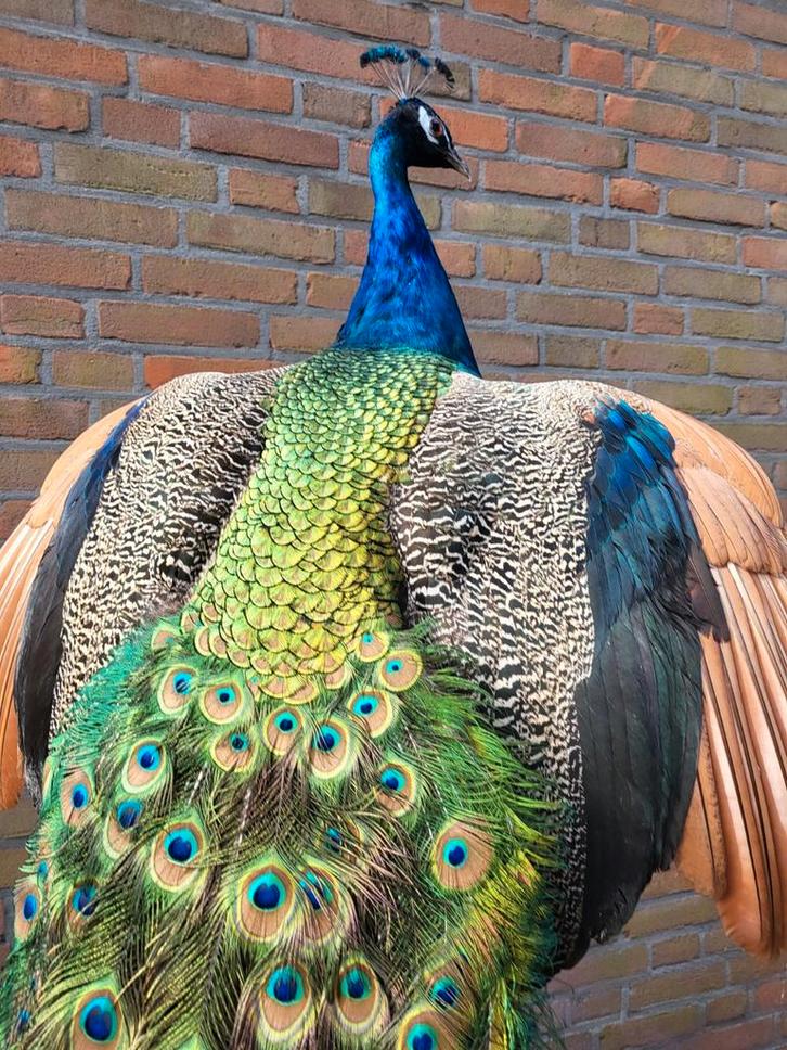 Een schitterende opgezette pauw met verspreide vleugels!, Verzamelen, Dierenverzamelingen, Nieuw, Opgezet dier, Vogel, Ophalen