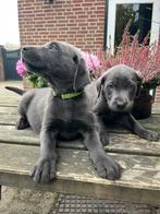 Prachtige  Labrador pups💜mogen nestje verlaten, CDV (hondenziekte), 8 tot 15 weken, Labrador retriever, Meerdere