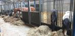 Te koop veulenopfokbedrijf op prachtige locatie in Pijnacker, Dieren en Toebehoren, Stalling en Weidegang, Weidegang, 4 paarden of pony's of meer