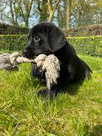 Prachtige Labrador pups!, Dieren en Toebehoren, Honden | Retrievers, Spaniëls en Waterhonden, Particulier, Meerdere, 8 tot 15 weken