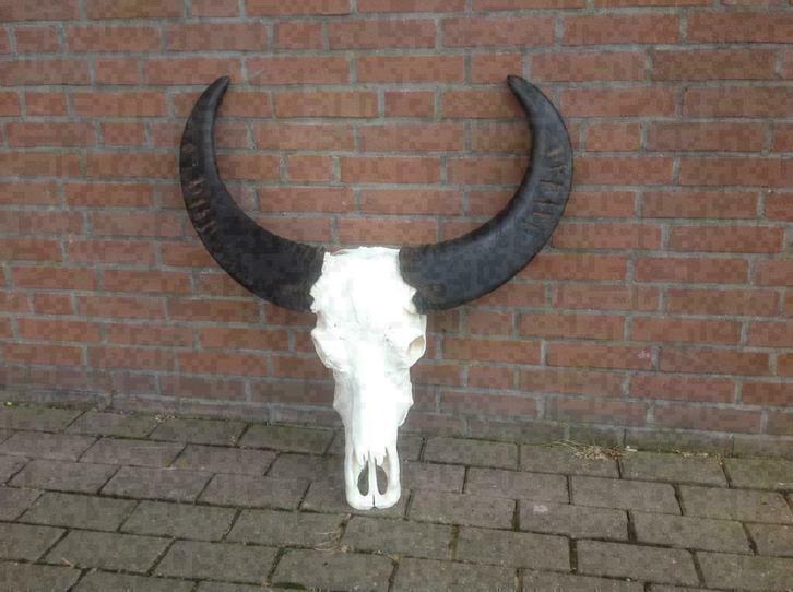 Buffelschedel gebleekt met complete schedel, top kwaliteit!!, Verzamelen, Dierenverzamelingen, Ophalen of Verzenden