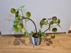 Bloeiende pannenkoekplant, Huis en Inrichting, Kamerplanten, Ophalen, Overige soorten, Minder dan 100 cm