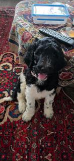 Pup van Goldendoodle en Koningspoedel, Reu, CDV (hondenziekte), 8 tot 15 weken, Eén hond