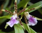 Aspasia lunata orchidee, Ophalen of Verzenden, Halfschaduw, Minder dan 100 cm