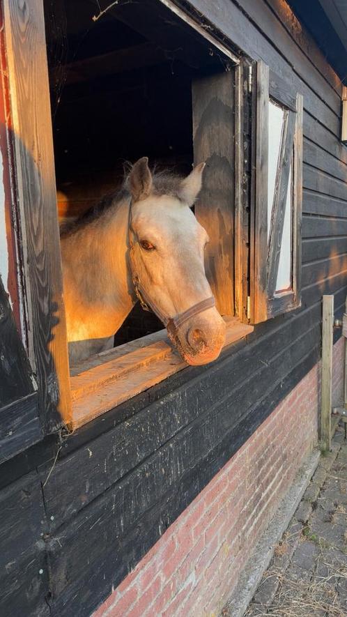 Stal, weiland en ruiter aangeboden., Dieren en Toebehoren, Stalling en Weidegang