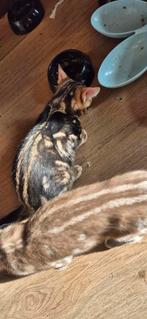 Nestje met 8 Bengaalse kittens, Dieren en Toebehoren, Katten en Kittens | Raskatten | Korthaar, Meerdere dieren, Ontwormd