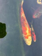 Japanse Koi karpers, Dieren en Toebehoren, Vissen | Vijvervissen, Karper of Koi