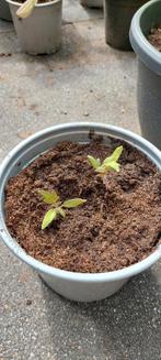 Tomaten planten Money Makers, Ophalen, Volle zon, Groenteplanten, Eenjarig
