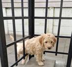 Prachtige Goldendoodle pup 11 weken, CDV (hondenziekte), Particulier, Teef, 8 tot 15 weken