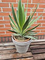 Eucalyptus 125cm hoog: €39,50, 100 tot 250 cm, Olijfboom, Zomer, Ophalen