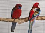 Pennant rosella man, Dieren en Toebehoren, Mannelijk, Parkiet, Geringd