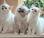 Mooi type Ragdoll kittens met stamboom en geteste ouders, Meerdere dieren, Gechipt, 0 tot 2 jaar