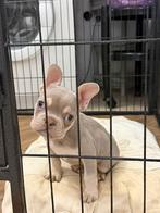 Franse bulldog pup reu, Dieren en Toebehoren, Particulier, Rabiës (hondsdolheid), Reu, 8 tot 15 weken