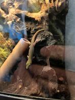 Phelsuma laticauda man nakweek, Hagedis, 0 tot 2 jaar
