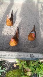 Broedeieren, Dieren en Toebehoren, Pluimvee, Geslacht onbekend, Kip