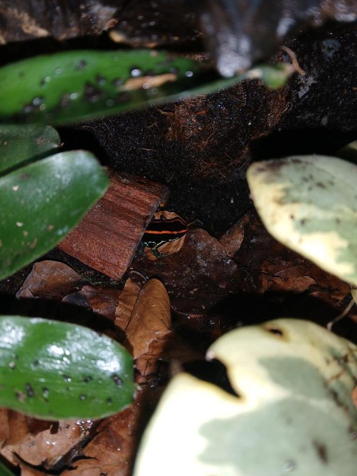 Gestreepte pijlgifkikker. (Phyllobates vittatus)