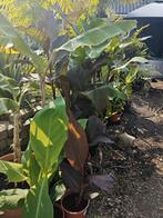 Canna, Tuin en Terras, Planten | Tuinplanten, Volle zon, Vaste plant, Zomer, Ophalen