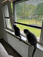 Liefdevol huisje gezocht voor twee poezen, Dieren en Toebehoren, Katten en Kittens | Dekkaters