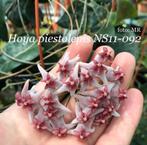 Laaste Hoya piestolepis NS11-092  nu - 50 % Ophalen, Huis en Inrichting, Ophalen, Overige soorten, Halfschaduw, In pot