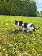 Nog 2 jonge kittens in Harkema, Dieren en Toebehoren, Kortharig