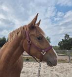 Prachtige 2,5 jarige appaloosa merrie, Dieren en Toebehoren, Paarden, Merrie, 160 tot 165 cm, Gechipt, 0 tot 2 jaar