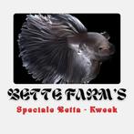 Betta Splendens Kempis Man-Vrouw, Dieren en Toebehoren, Vissen | Aquariumvissen, Vis