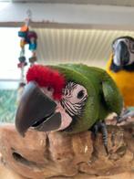 Ara | Div. soorten beschikbaar | Lief | Aanhankelijk, Dieren en Toebehoren, Vogels | Parkieten en Papegaaien, Meerdere dieren