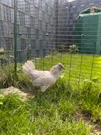 Britse Lavender Araucana Henne ( 05/25 Blauwlegger), Vrouwelijk, Kip