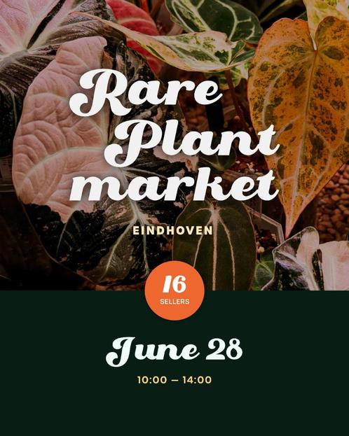 Zeldzame Planten Markt Eindhoven, Huis en Inrichting, Kamerplanten, Overige soorten, Minder dan 100 cm, Ophalen