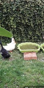 Eend, Mannelijk, Eend