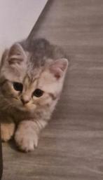Lieve silver tabby kittens britse korthaar  mogen verhuizen, Dieren en Toebehoren, Meerdere dieren, Gechipt, 0 tot 2 jaar