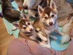 Pomsky pups zoeken 4everhome, Dieren en Toebehoren, Honden | Poolhonden, Keeshonden en Oertypen, CDV (hondenziekte), 8 tot 15 weken