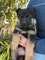 Nog maar 1 Duitse herder reutje te koop!, Dieren en Toebehoren, Honden | Herdershonden en Veedrijvers, 8 tot 15 weken, Meerdere