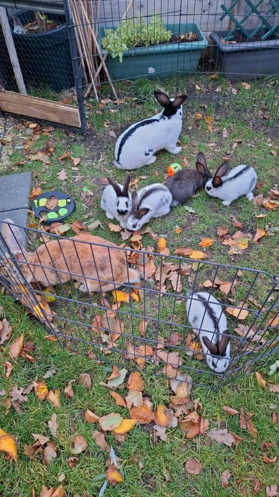 Baby grote lotharinger konijnen, Dieren en Toebehoren, Konijnen, Meerdere dieren