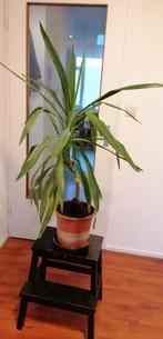 Yucca kamerplant 90 cm, 1 stam € 20,00, Ophalen, Halfschaduw, Minder dan 100 cm, Yucca