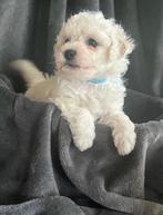 bichon frise pups, Dieren en Toebehoren, Honden | Chihuahua's en Gezelschapshonden, Overige rassen, CDV (hondenziekte), 8 tot 15 weken