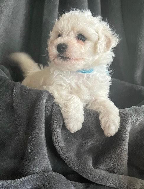 bichon frise pups, Dieren en Toebehoren, Honden | Chihuahua's en Gezelschapshonden, Meerdere dieren, Overige rassen, Fokker | Hobbymatig