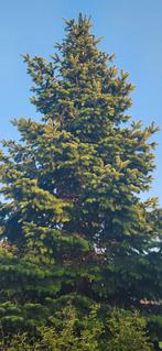 Nordmann Zilverspar 8.5m, Tuin en Terras, Planten | Bomen, Bloeit niet, Overige soorten, 400 cm of meer, Ophalen