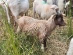 Landgeit bokjes voor een goed huis., Dieren en Toebehoren, Schapen, Geiten en Varkens, Mannelijk, Geit