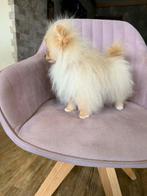 Super mini pomeriaan Voor iedereen die echt een superklein, Dieren en Toebehoren, Overige rassen, 8 tot 15 weken, Buitenland, Teef