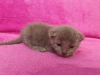 Blauwe Rus kittens met Stamboom, Dieren en Toebehoren, Poes, Gechipt, 0 tot 2 jaar