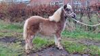 Zilverappel shetland merrie veulen., Merrie, A pony (tot 1.17m), 0 tot 2 jaar
