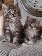 Schitterende Maine coon kittens  beschikbaar, Dieren en Toebehoren, Katten en Kittens | Raskatten | Langhaar, Meerdere dieren