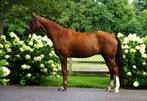 Zeer interessante fokmerries (Toto Jr en Fürst Dior), Dieren en Toebehoren, Paarden