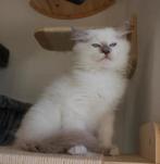 Ragdoll katertje lilac mitted point met stamboom, Dieren en Toebehoren, Katten en Kittens | Raskatten | Langhaar, Kater, Gechipt