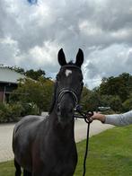 Te koop knappe 3 jarige dressuurmerrie, Dieren en Toebehoren, Paarden, Merrie, Gechipt, Dressuurpaard, 3 tot 6 jaar